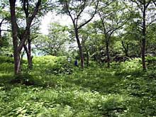 山北オフ　小国城スナップ6