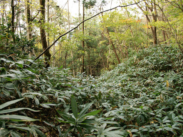 村上城 八幡山遺構群 写真