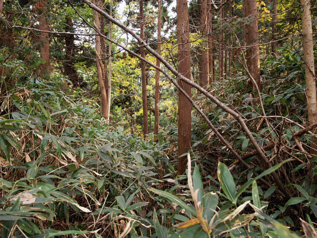村上城・八幡山の尾根上に残る「堀切B」