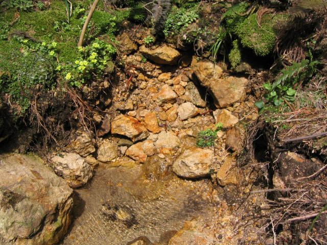 村上城・硝煙倉跡付近に残る湧水点