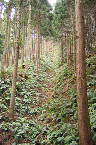 本庄城 竪堀
